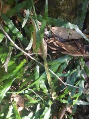 Asplenium attenuatum