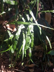 Asplenium attenuatum