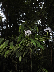 Faramea multiflora