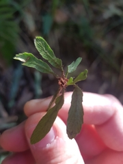 Asplenium attenuatum
