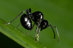 Polyrhachis pilosa