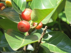 Ficus trichopoda