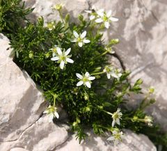 Moehringia ciliata