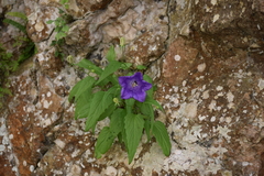 Campanula carpatica