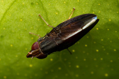 Cephaloconus tenebrosus