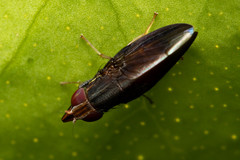 Cephaloconus tenebrosus