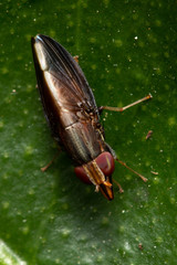 Cephaloconus tenebrosus