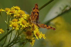 Polygonia c-album