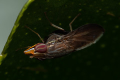 Cephaloconus tenebrosus