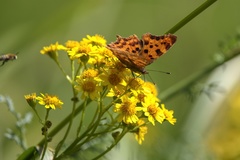 Polygonia c-album