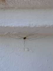 Cosmobunus granarius