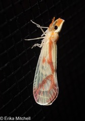 Otiocerus coquebertii