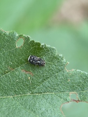 Dissoleucas niveirostris