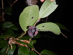 Meiogyne heteropetala