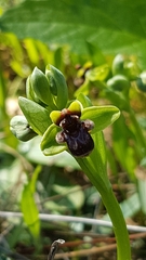 Ophrys bombyliflora
