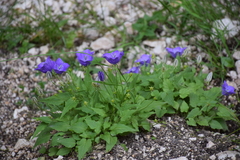 Campanula carpatica