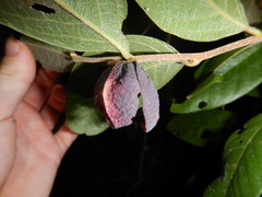 Meiogyne heteropetala
