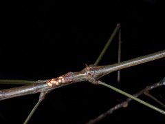 Phaenopharos struthioneus