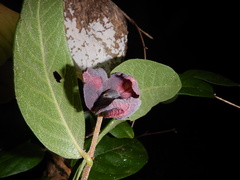 Meiogyne heteropetala