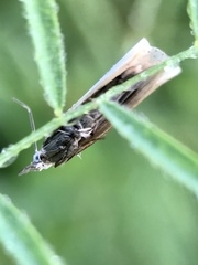 Chrysoteuchia culmella