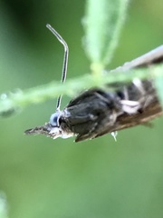 Chrysoteuchia culmella