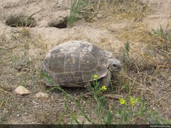 Testudo graeca armeniaca