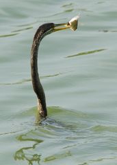 Anhinga melanogaster