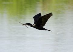 Phalacrocorax fuscicollis