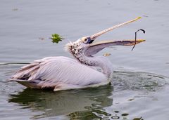 Pelecanus philippensis