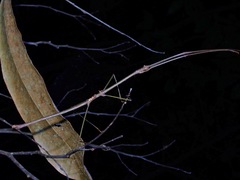 Phaenopharos struthioneus