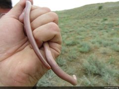 Xerotyphlops vermicularis