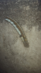 Acronicta psi