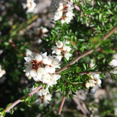Cryptandra lanosiflora
