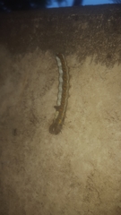 Acronicta psi