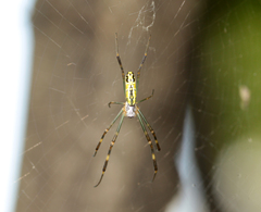 Trichonephila clavata