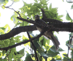 Hypsipetes amaurotis