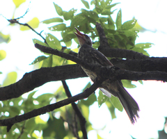 Hypsipetes amaurotis