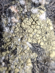 Lecanoromycetes