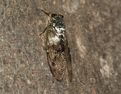 Hyalessa maculaticollis