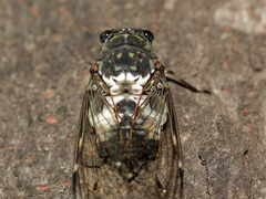 Hyalessa maculaticollis