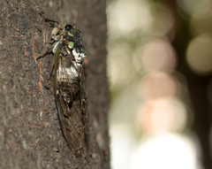 Hyalessa maculaticollis