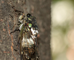 Hyalessa maculaticollis
