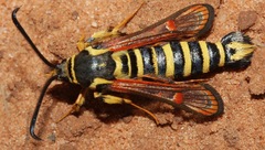 Carmenta mimuli