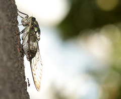 Hyalessa maculaticollis