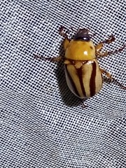 Cyclocephala complanata