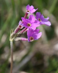 Primula halleri