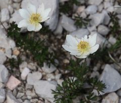 Anemonoides baldensis