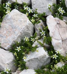 Moehringia ciliata
