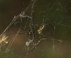 Trichonephila clavata