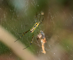 Trichonephila clavata
